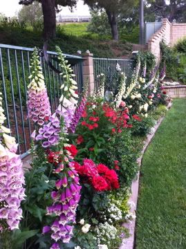foxgloves